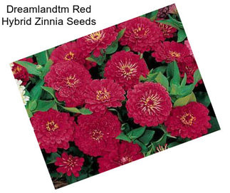 Dreamlandtm Red Hybrid Zinnia Seeds