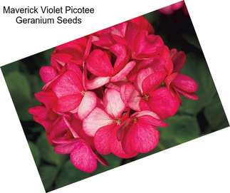 Maverick Violet Picotee Geranium Seeds
