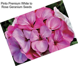 Pinto Premium White to Rose Geranium Seeds