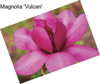 Magnolia \'Vulcan\'
