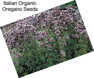 Italian Organic Oregano Seeds