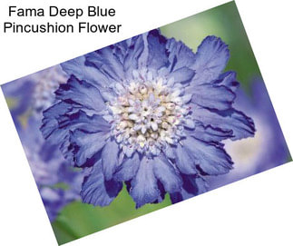 Fama Deep Blue Pincushion Flower