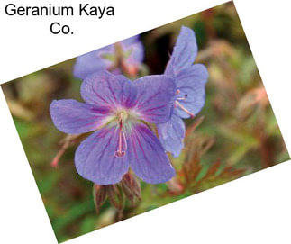 Geranium Kaya  Co.