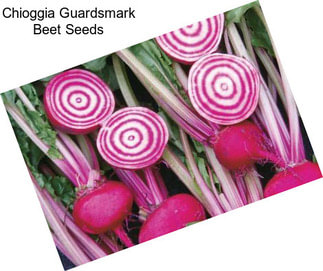 Chioggia Guardsmark Beet Seeds