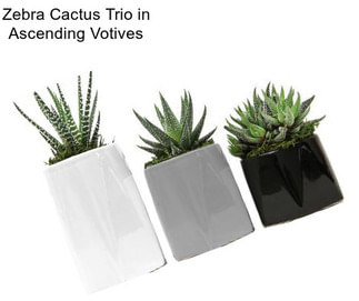 Zebra Cactus Trio in Ascending Votives