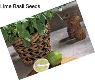 Lime Basil Seeds