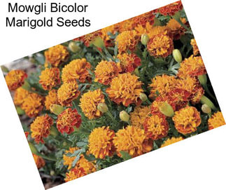 Mowgli Bicolor Marigold Seeds