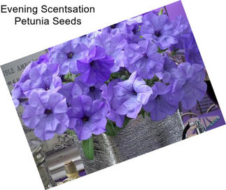 Evening Scentsation Petunia Seeds