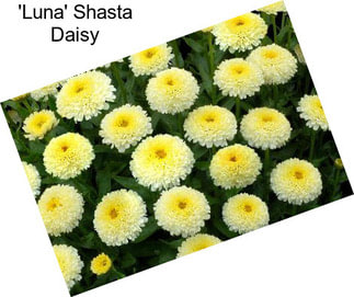 \'Luna\' Shasta Daisy