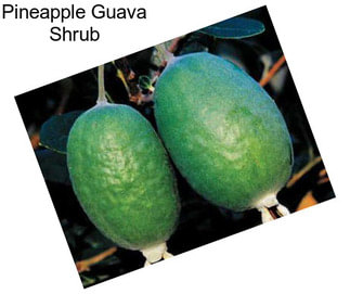 Pineapple Guava Shrub