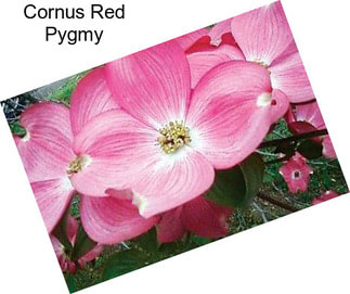 Cornus Red Pygmy