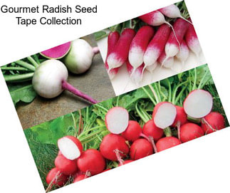 Gourmet Radish Seed Tape Collection
