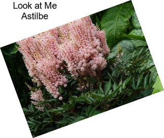 Look at Me Astilbe