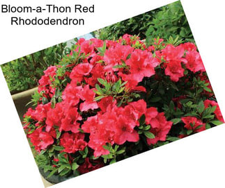 Bloom-a-Thon Red Rhododendron