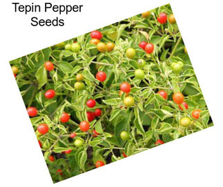 Tepin Pepper Seeds