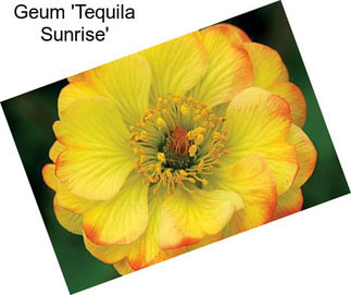 Geum \'Tequila Sunrise\'