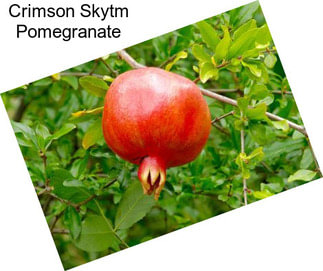 Crimson Skytm Pomegranate