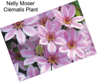 Nelly Moser Clematis Plant