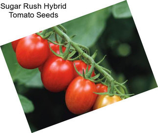 Sugar Rush Hybrid Tomato Seeds