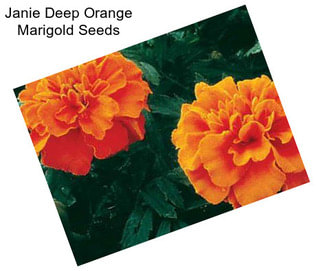 Janie Deep Orange Marigold Seeds