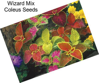 Wizard Mix Coleus Seeds