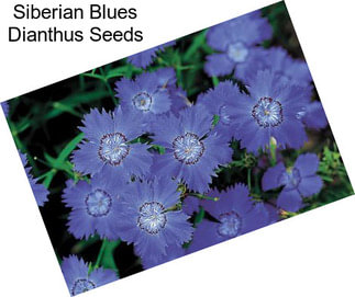 Siberian Blues Dianthus Seeds