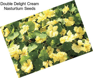 Double Delight Cream Nasturtium Seeds