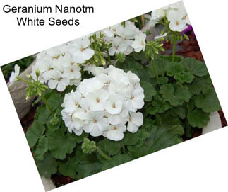 Geranium Nanotm White Seeds