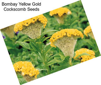 Bombay Yellow Gold Cockscomb Seeds
