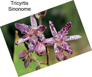 Tricyrtis Sinonome