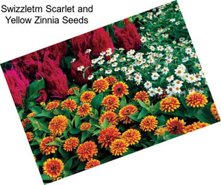Swizzletm Scarlet and Yellow Zinnia Seeds