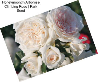 Honeymoontm Arborose Climbing Rose | Park Seed