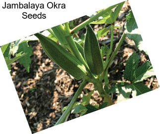 Jambalaya Okra Seeds