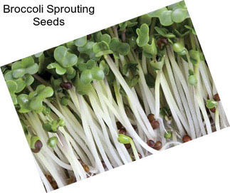 Broccoli Sprouting Seeds