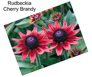 Rudbeckia Cherry Brandy