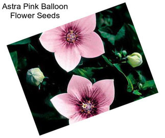 Astra Pink Balloon Flower Seeds