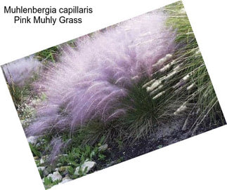 Muhlenbergia capillaris Pink Muhly Grass