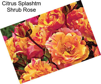 Citrus Splashtm Shrub Rose