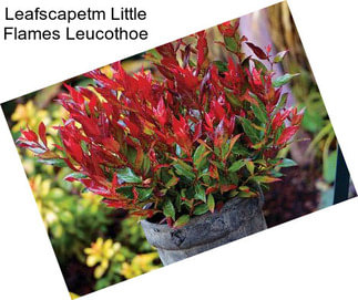 Leafscapetm Little Flames Leucothoe