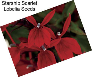 Starship Scarlet Lobelia Seeds