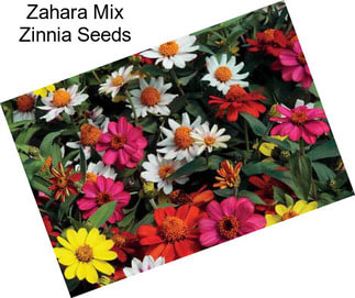 Zahara Mix Zinnia Seeds