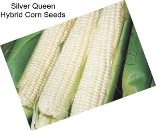 Silver Queen Hybrid Corn Seeds