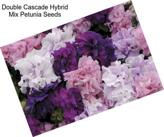 Double Cascade Hybrid Mix Petunia Seeds