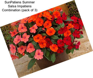 SunPatiens Summer Salsa Impatiens Combination (pack of 3)