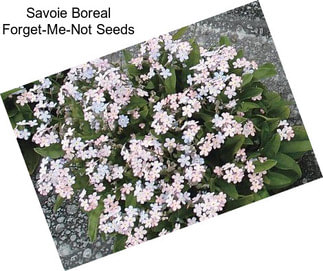 Savoie Boreal Forget-Me-Not Seeds