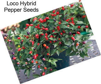 Loco Hybrid Pepper Seeds