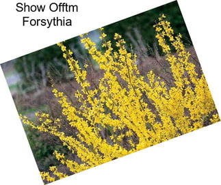 Show Offtm Forsythia