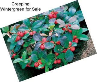 Creeping Wintergreen for Sale