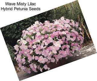 Wave Misty Lilac Hybrid Petunia Seeds