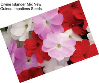 Divine Islander Mix New Guinea Impatiens Seeds